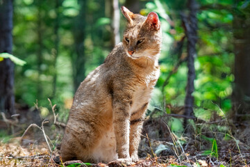 Chat sauvage d'Afrique ou chat ganté (Felis silvestris lybica)