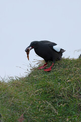 Black guillemot on a cliff in western Iceland on a cloudy summer day with light rain