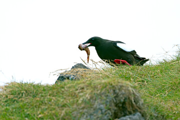 Black guillemot on a cliff in western Iceland on a cloudy summer day with light rain
