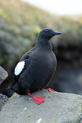 Black guillemot on a cliff in western Iceland on a cloudy summer day with light rain