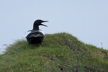 Black guillemot on a cliff in western Iceland on a cloudy summer day with light rain