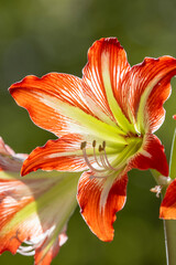 Amaryllis flower showing striped red and white petals blooming