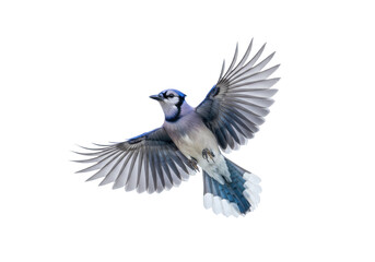 Isolated Blue Jay in Flight Displaying Feather Details and Plumage of its Wings in Motion