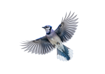 Isolated Blue Jay in Flight Displaying Feather Details and Plumage of its Wings in Motion