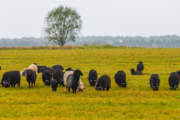 A Flock of Polish Heath Sheep (Wrzosówka) Grazing in a Picturesque Meadow on a Cloudy Day