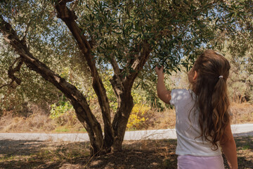 Curious girl looking at ripening olives on the branch of an old tree © moryachka