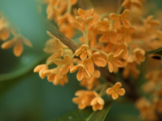 10月に咲いた可憐なキンモクセイの花