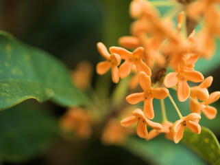 10月に咲いた可憐なキンモクセイの花