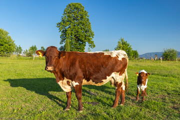 Adult dairy cow and calf standing on green grass © Richard Semik