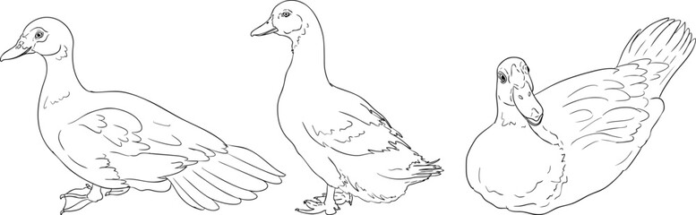 Vector line illustration of ducks, perfect for farming, gardening, or rustic design projects.