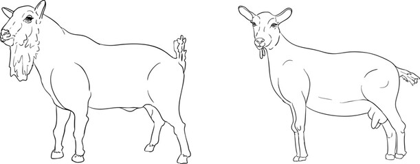 Vector line illustration of goats, perfect for farming, gardening, or rustic design projects.