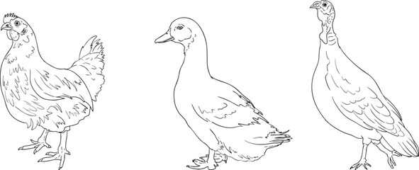 Vector line illustration of a hen, duck, and turkey, perfect for farming, gardening, or rustic design projects.