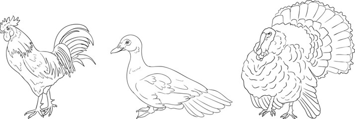 Vector line illustration of a hen, duck, and turkey, perfect for farming, gardening, or rustic design projects.