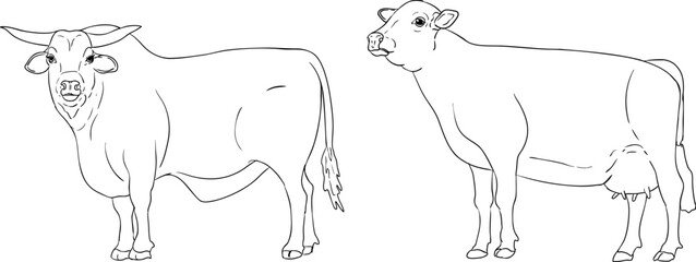 Vector line illustration of cow and bull, perfect for farming, gardening, or rustic design projects.