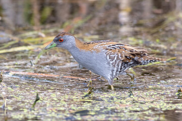 Close Up of a Baillon&rsquo;s Crake in Natural Habitat