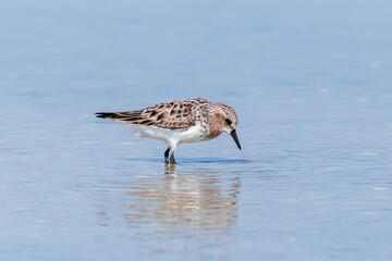 Baillon's Crake Walking Through Shallow Water