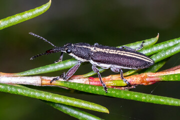 Striped Weevil on Green Native Plant