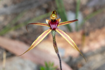 Australian Native Spider Orchid on Forest Floor