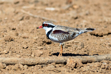 Black-fronted Dotterel Standing on Dry Mudflat