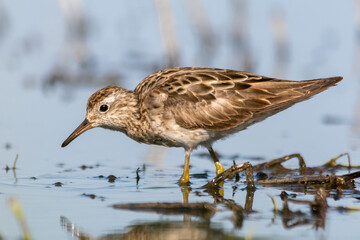 Sharp-tailed Sandpiper in Nautral Wetland Habitat