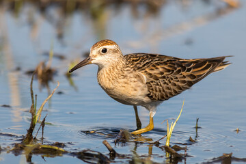 Sharp-tailed Sandpiper Wading in Shallow Blue Water