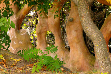 jungle rain forest trees bark curved lines summer season time local place natural environment background space