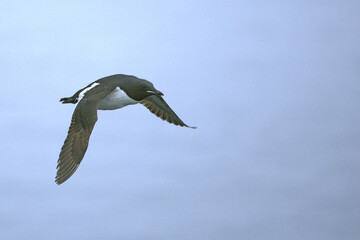 Thick-billed Murre flying off a cliff in northwest Iceland on a cloudy and foggy summer day