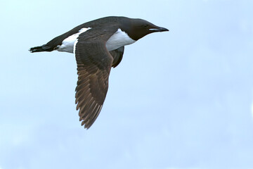 Thick-billed Murre flying off a cliff in northwest Iceland on a cloudy and foggy summer day