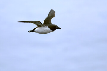 Thick-billed Murre flying off a cliff in northwest Iceland on a cloudy and foggy summer day