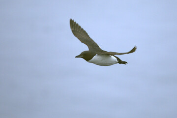 Thick-billed Murre flying off a cliff in northwest Iceland on a cloudy and foggy summer day