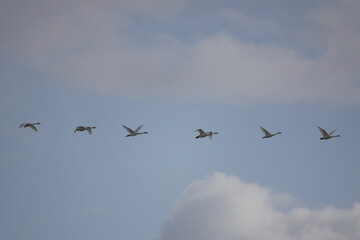 Swans in the sky over the Altai Mountains, Western Siberia, Russia