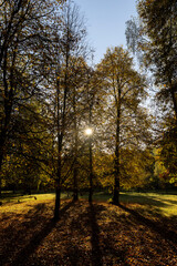 Fototapeta premium Beautiful autumn park with yellow leaves on tall maple trees in sunny weather in the autumn season, beautiful tall maple trees with bright sunlight illuminating the yellowing trees behind