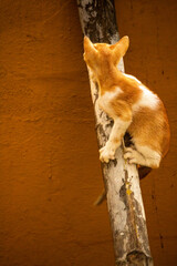 Beautiful brown and white color cat on the wooden log.