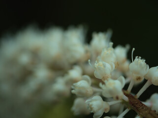 10月に咲いた小さくて繊細なサラシナショウマの白い花