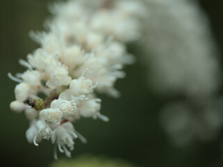 10月に咲いた小さくて繊細なサラシナショウマの白い花