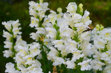 Elegant White Snapdragon Flowers Blooming in Hana Biyori Garden, Inagi, Tokyo, Japan
