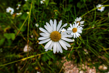 2024 07 28 Asiago Daisy  2