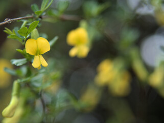4月に咲いた黄色い群雀（ムレスズメ）の花