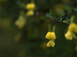 4月に咲いた黄色い群雀（ムレスズメ）の花