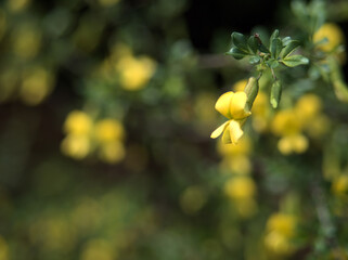 4月に咲いた黄色い群雀（ムレスズメ）の花