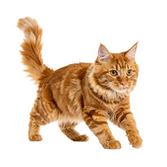 Golden Maine Coon on the Prowl: A majestic ginger Maine Coon cat, its luxurious fur a symphony of fiery hues, strides forward with a captivating presence, exuding confidence and grace.