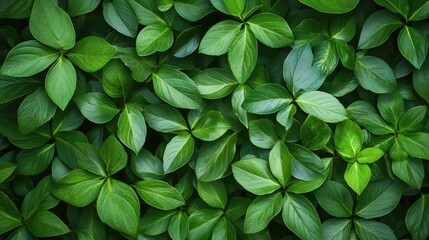 Lush Green Leaves Creating a Vibrant Natural Background Texture
