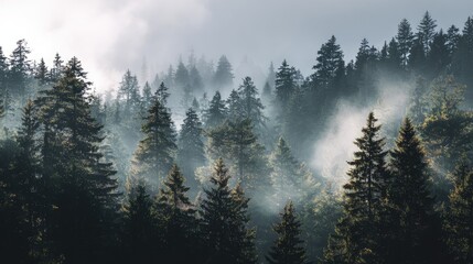 Serene Misty Forest Landscape with Tall Evergreen Trees and Soft Fog Creating an Enchanting Natural Atmosphere in a Tranquil Wilderness Setting