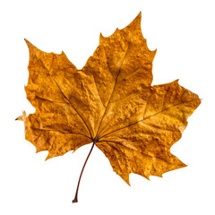 Golden Maple Leaf's Autumn Whispers: A singular, intricately detailed maple leaf, its autumnal hues painted in a spectrum of gold, whispers tales of the season's gentle transition.