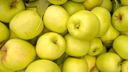 close-up of Ripe Red and green Apples Hanging On Branches In the field, Fresh ripe apple as background, top view Autumn day. Rural garden. In the frame ripe red apples on a tree.