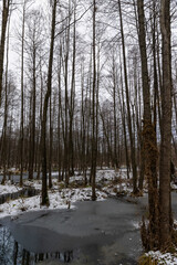 a flooded area with frozen water and bare trees in the winter season, a swamp in the winter season with frozen water and tall trees without foliage reflected in the water