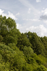 Obraz premium mixed forest with different types of deciduous trees in sunny, warm weather with large and strong winds in summer season, trees growing in the summer during the daytime