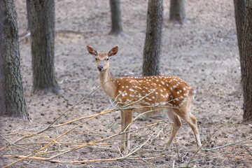 One spotted deer stands among the trees in the summer, a beautiful young deer with spots on its body among the pines