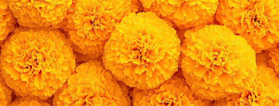 A vibrant arrangement of marigold flowers in a warm blend of yellow and orange for a cheerful and uplifting backdrop