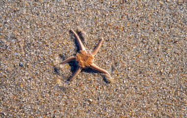 The brittle or serpent star (Ophiura ophiura) is typically found on the coastal seabed in northwestern Europe. Macro close-up in the surf zone on the beach at Norderney in the Wadden Sea National Park